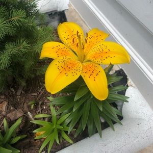 Meet your Posher, Amie